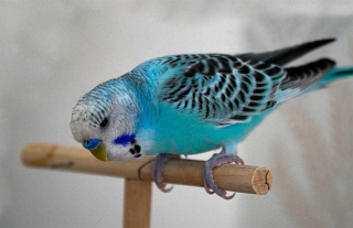 MUHABBET KUŞU