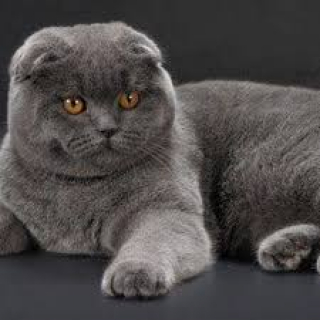 SCOTTİSH KEDİ